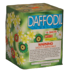 Daffodil 16 shot